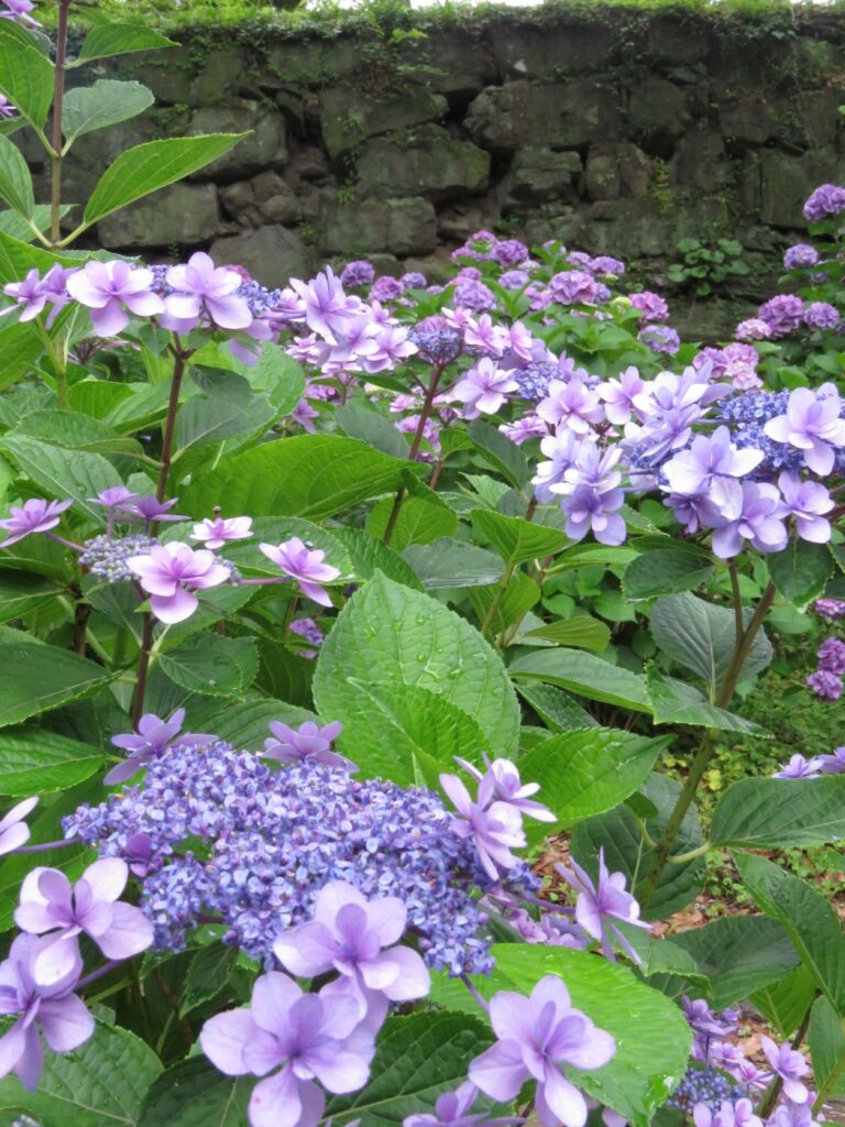 和歌山城　紫陽花